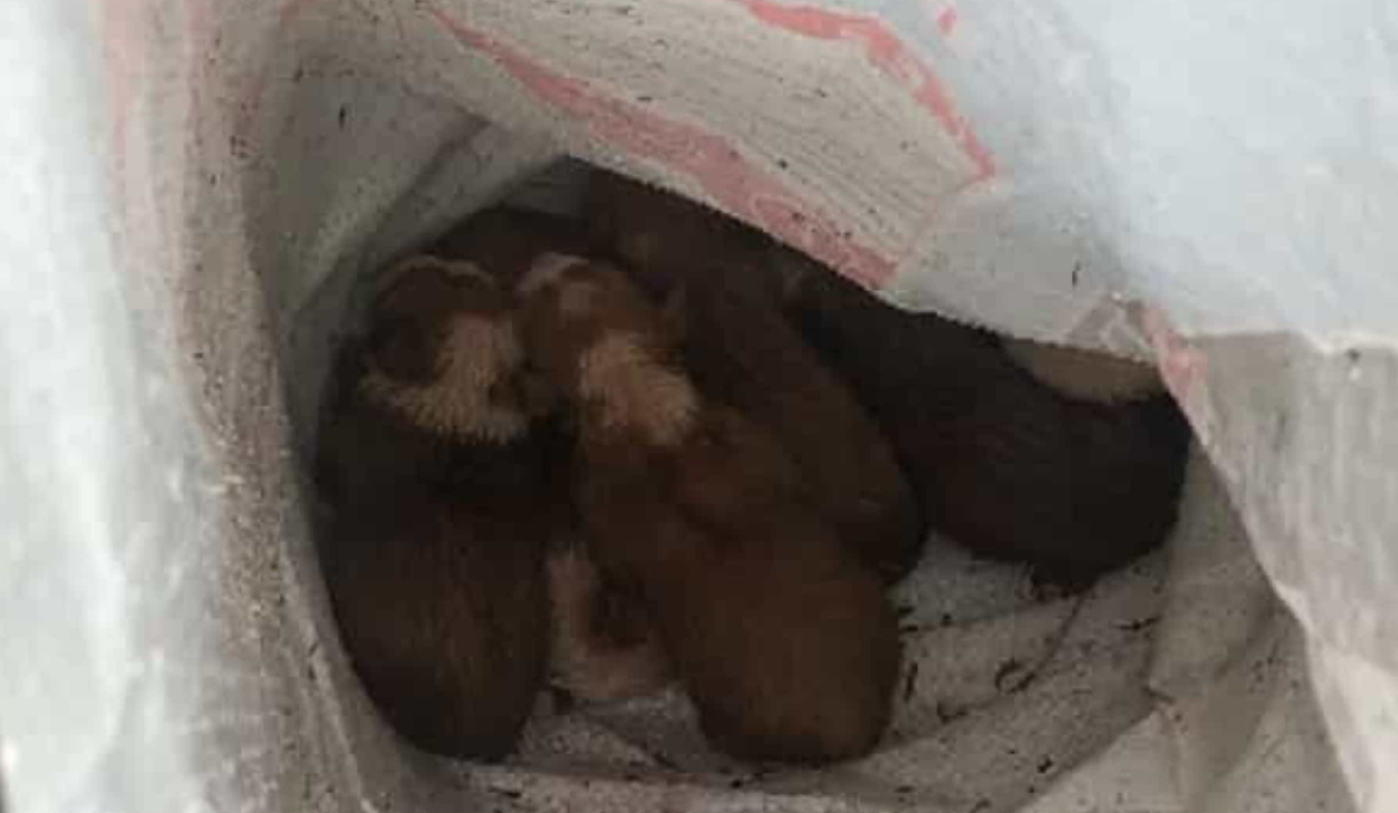 Cães bebés resgatados de um caixote de lixo na Guarda