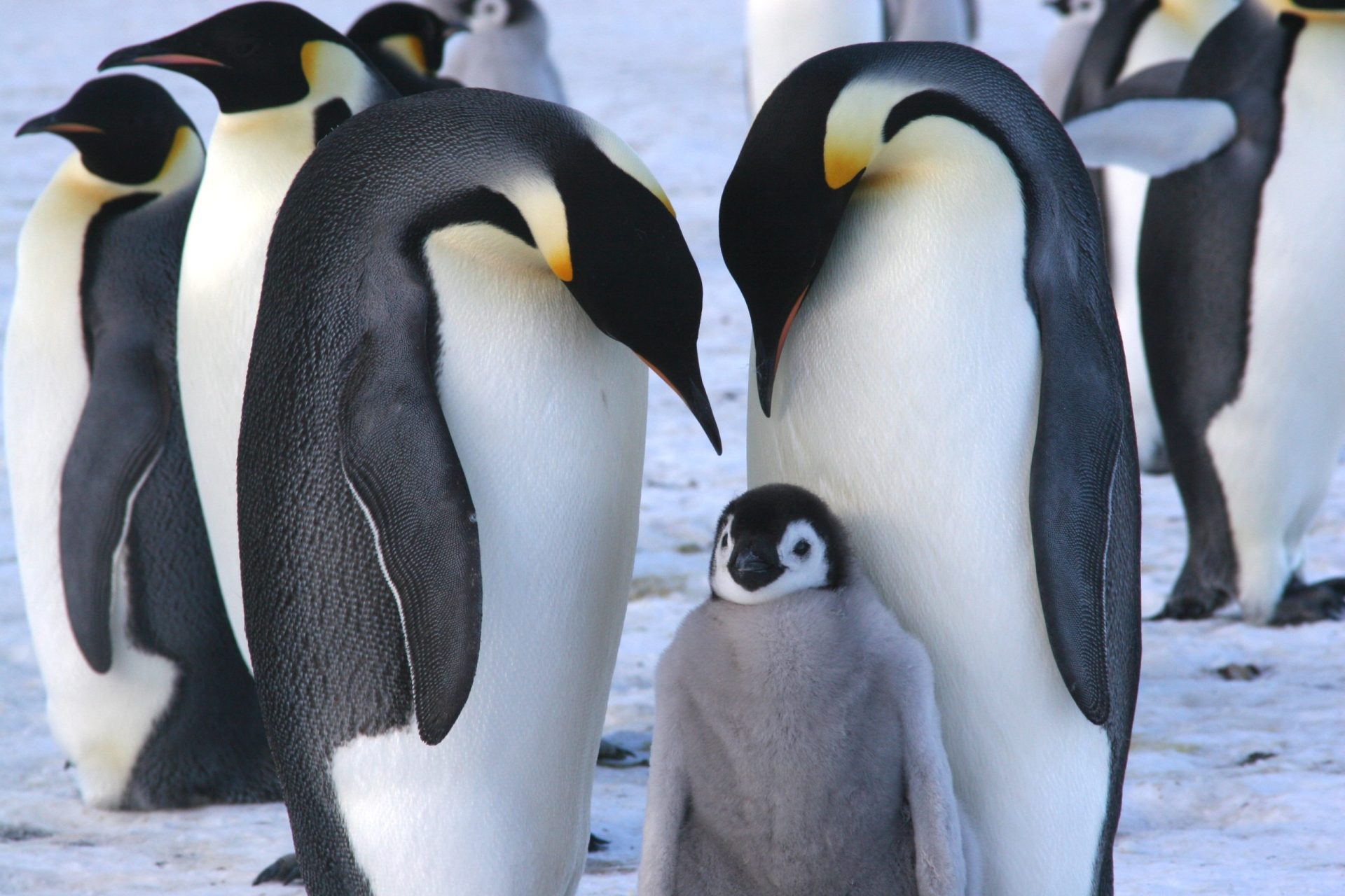 Associação britânica recruta candidatos para irem contar pinguins para a Antártida