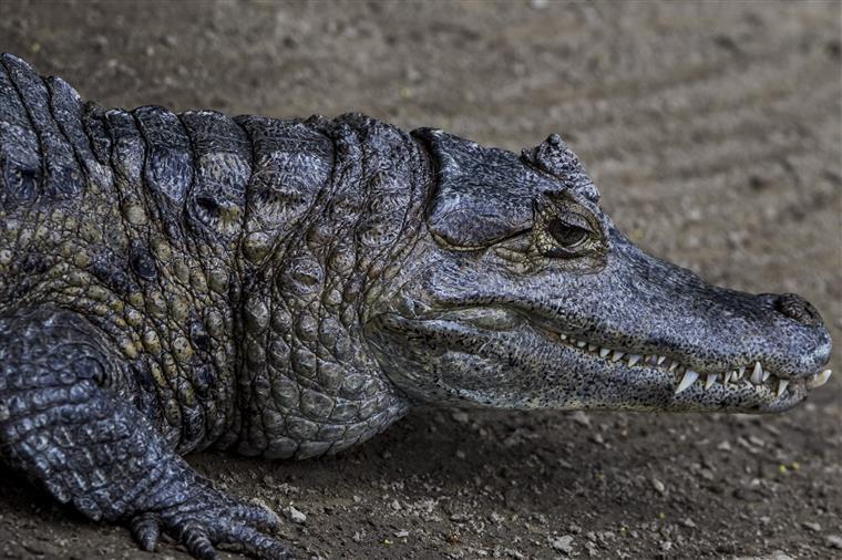 Homem sobrevive a luta com crocodilo e escapa apenas com ferimentos