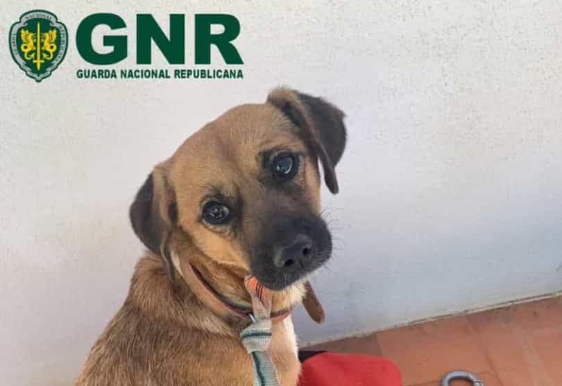 Cão desaparecido desde 2 de maio resgatado pela GNR numa arriba