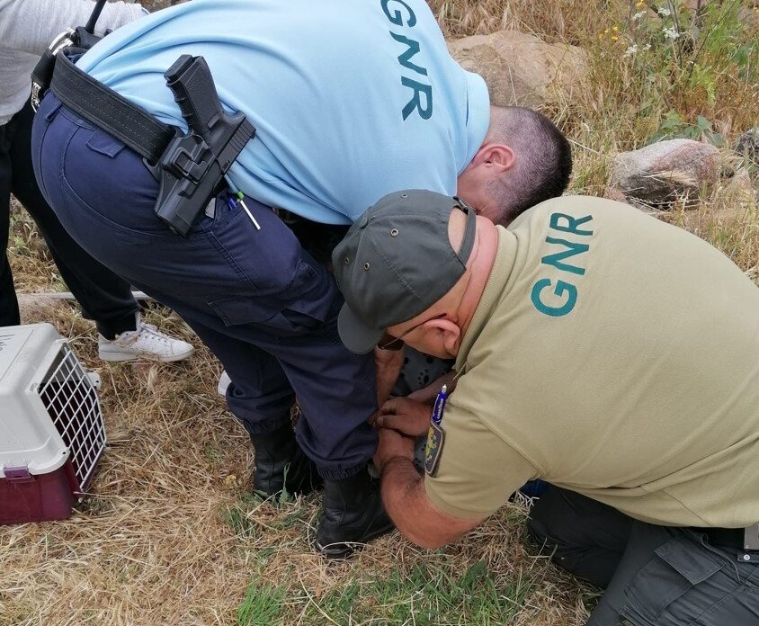GNR resgata gato preso numa armadilha em Pinhel