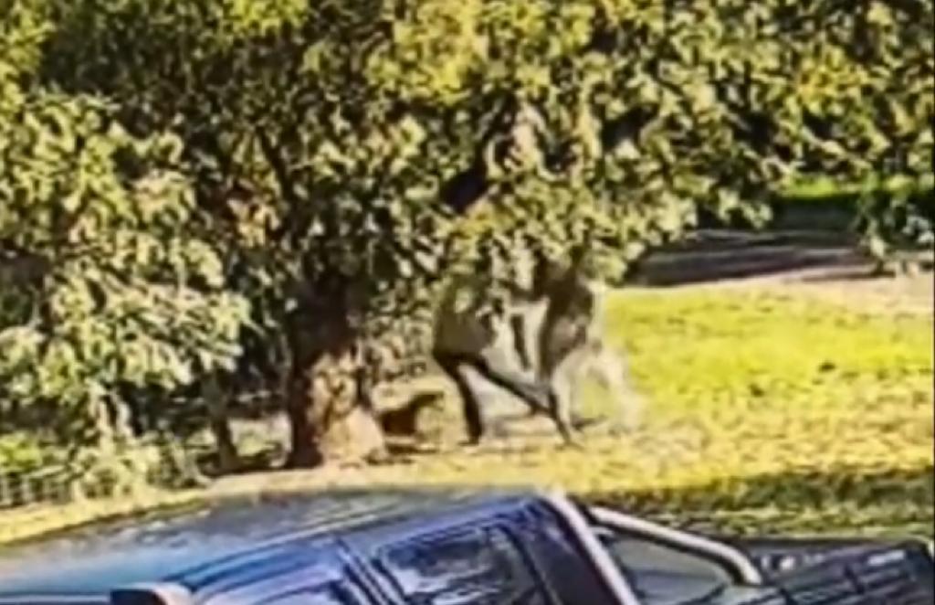 Homem luta com canguru no seu quintal | Vídeo