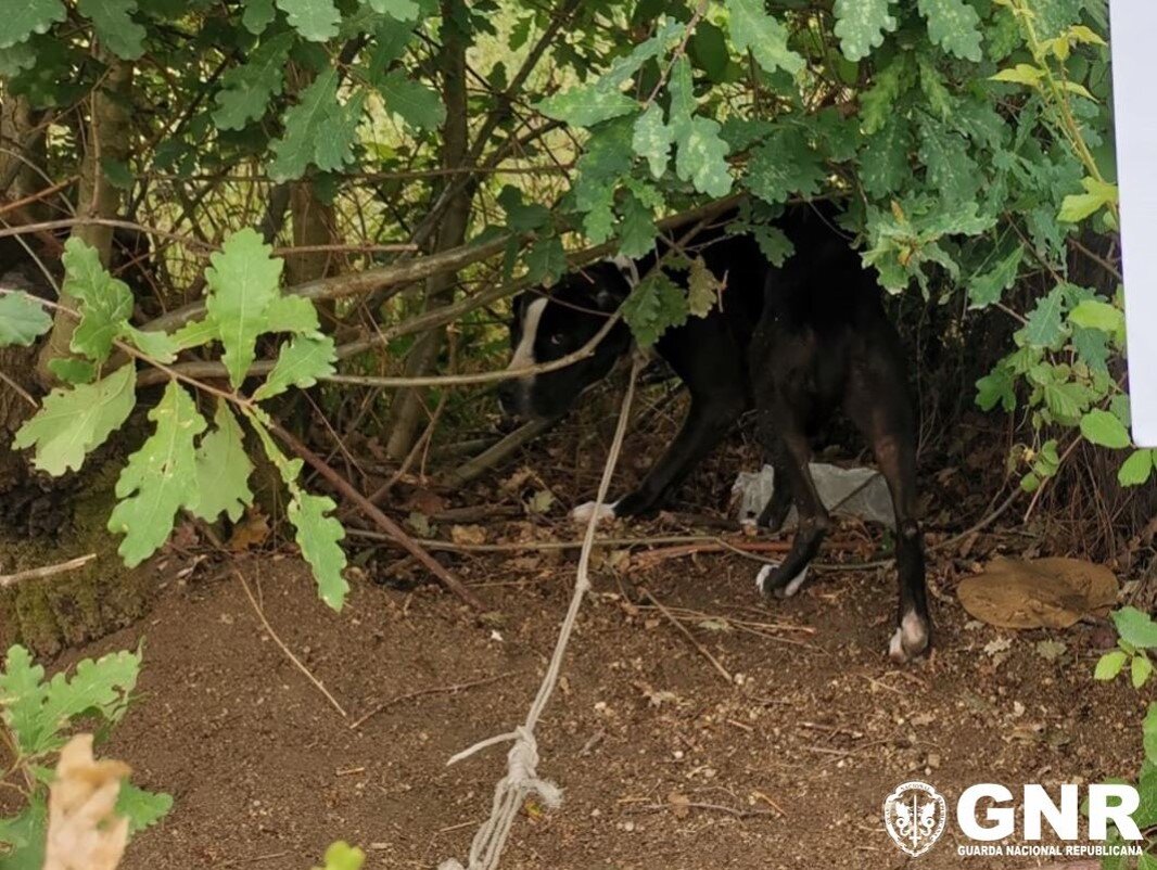 Mais de 20 cães resgatados após despacho do MP com suspeitas de crimes de maus tratos em Viseu