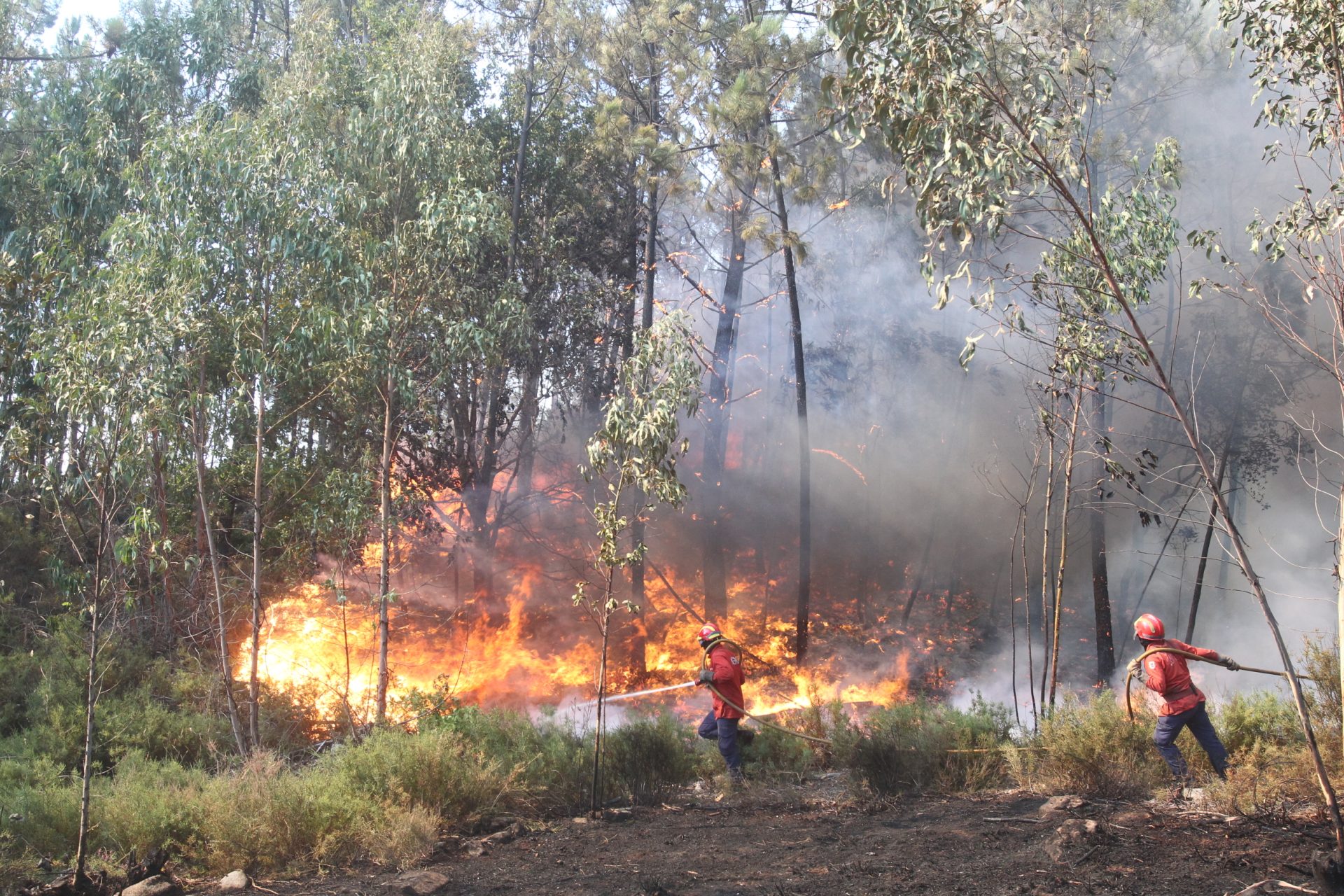 Viatura que ardeu na A15 provocou incêndio florestal em Rio Maior