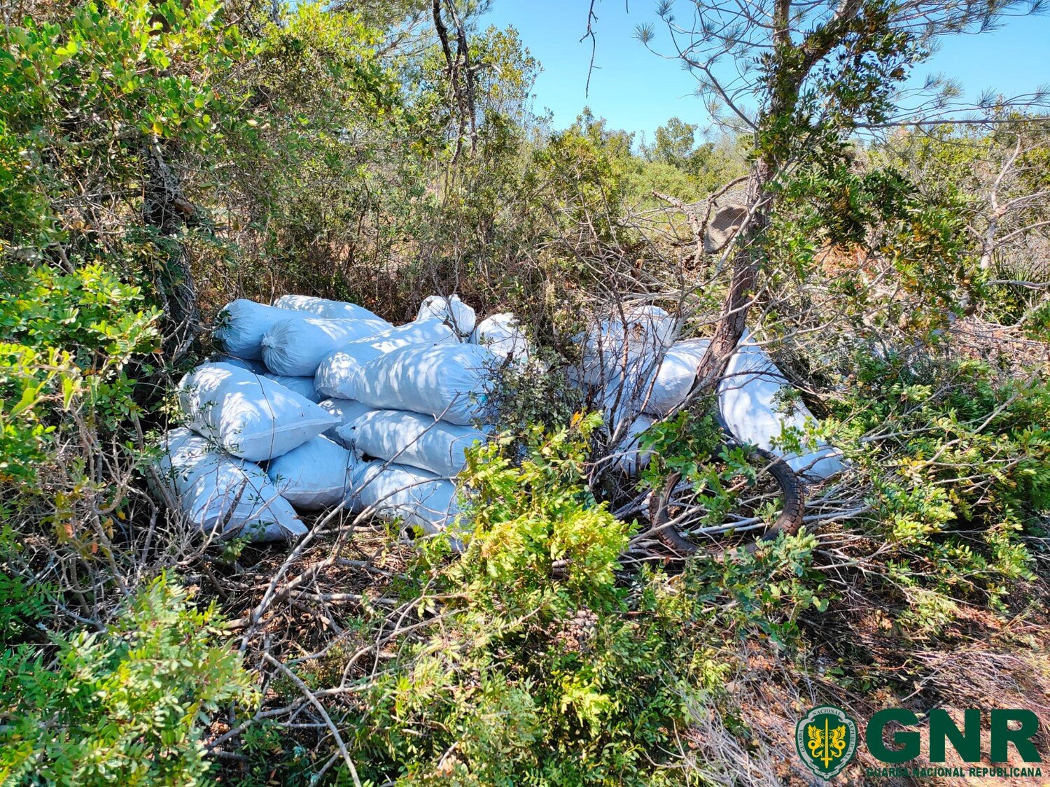 GNR apreende mais de 4 mil quilos de alfarroba escondida em sacos no meio de vegetação