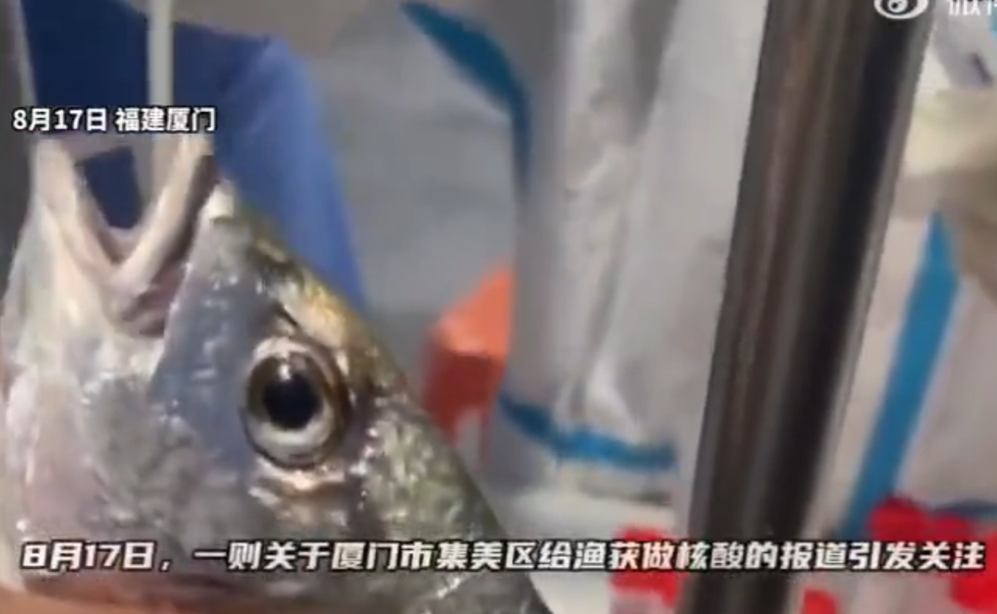 China testa peixes contra a covid-19 (com vídeo)