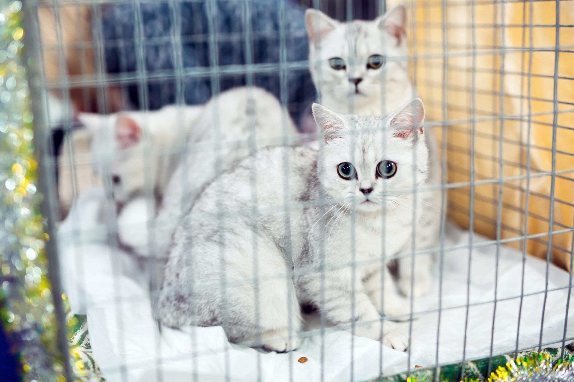Resgatados quase 150 gatos destinados ao consumo humano na China