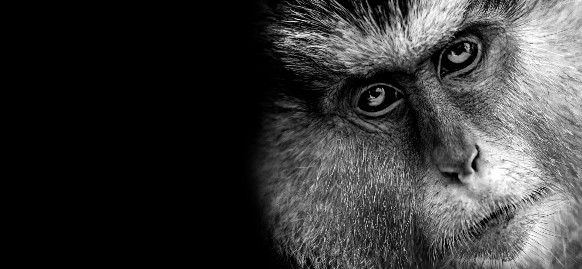 OMS repudia e lamenta ataques contra macacos no Brasil e garante que Monkeypox não está relacionada com estes animais