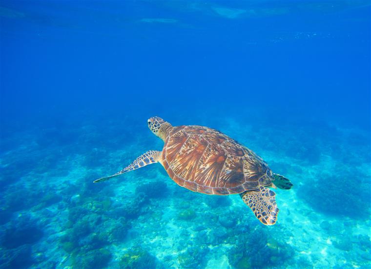 Mais de um milhão de tartarugas marinhas caçadas ilegalmente nos últimos 30 anos