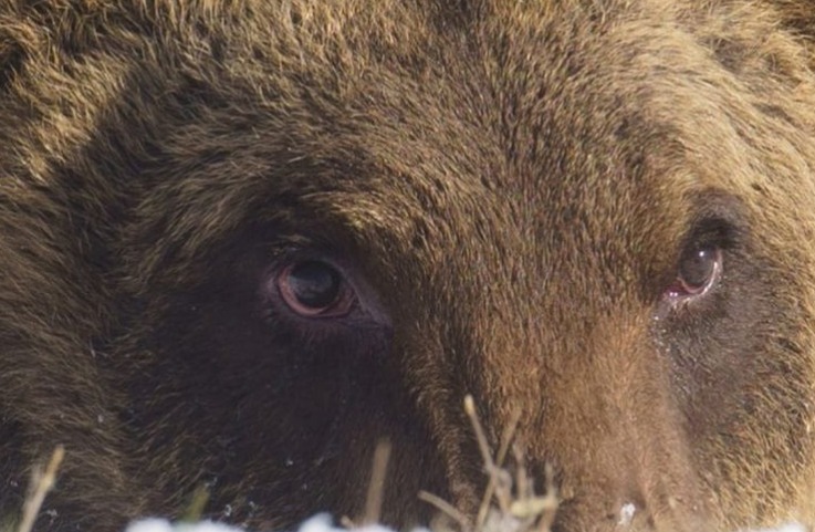 Urso de espécie rara morre atropelado em Itália