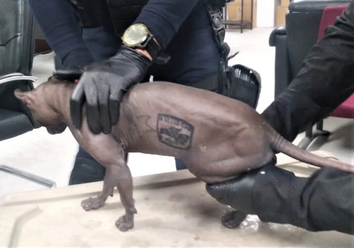 Gato tatuado encontrado em prisão está para adoção no México