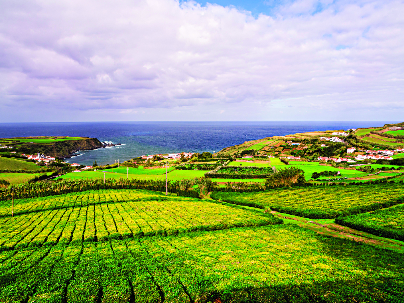 Açores. 50 mil euros em estudo de chá que reduz infecção por SARS-CoV-2