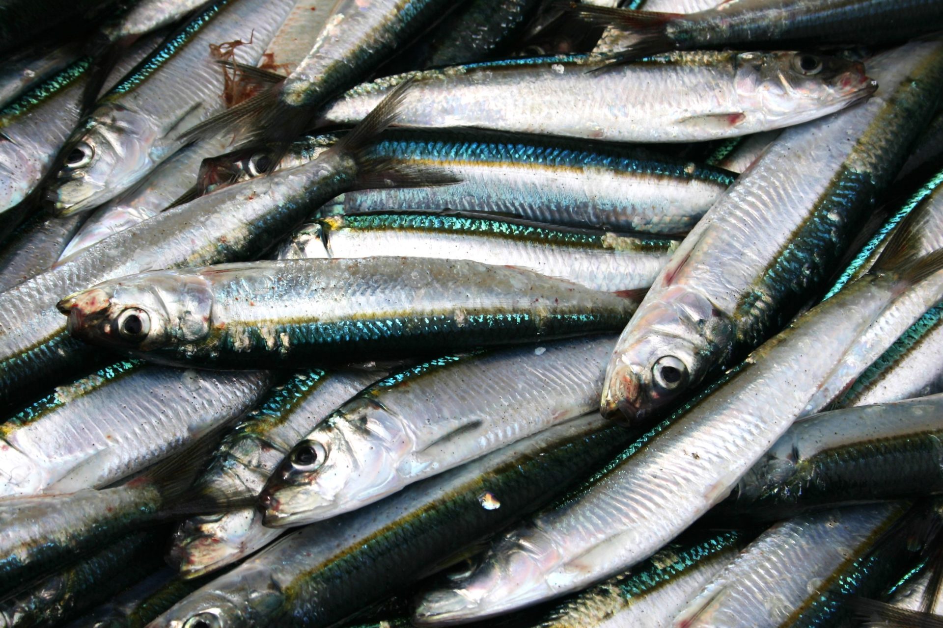 Centenas de peixes mortos dão à costa em Matosinhos