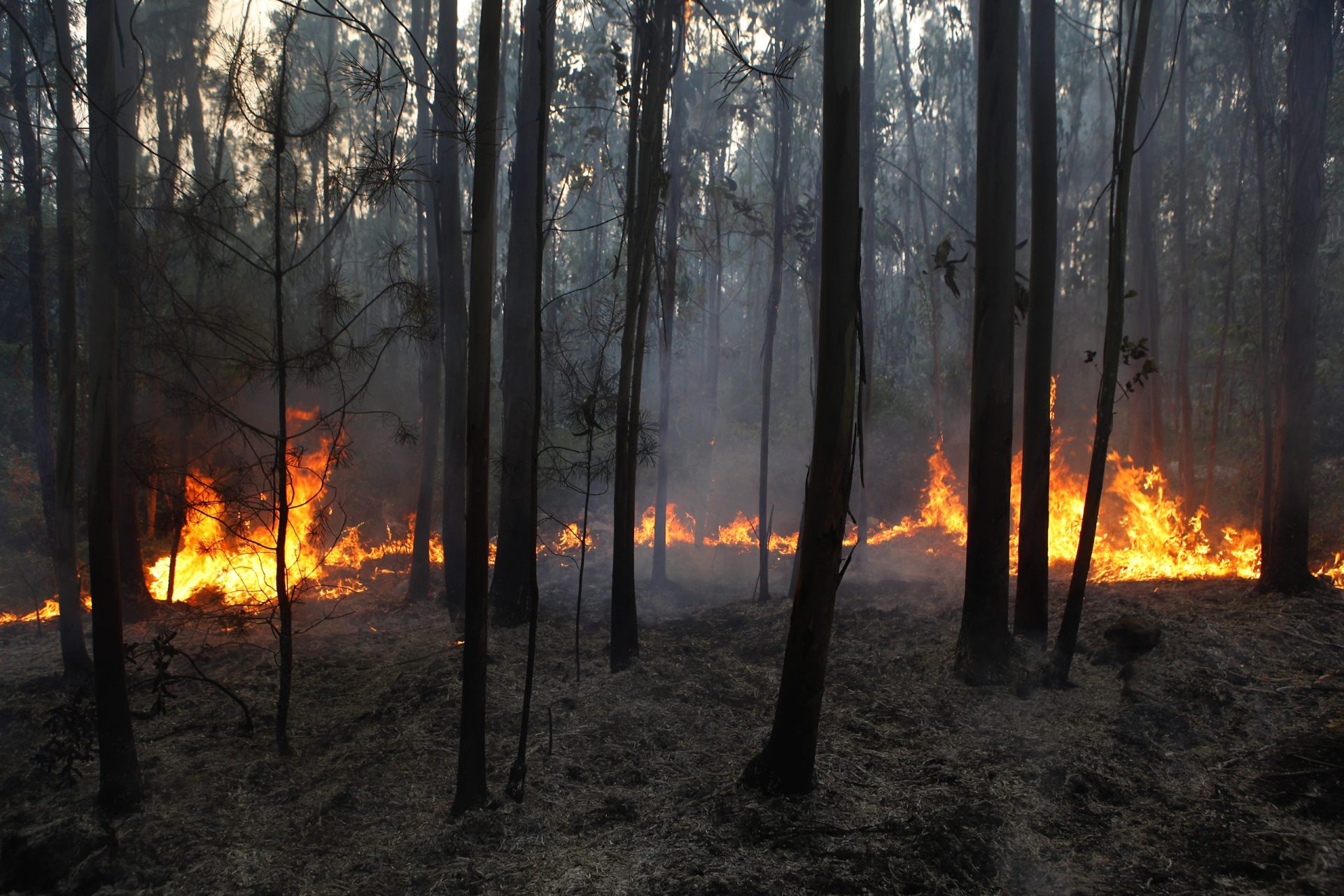 PJ deteve suspeito de atear incêndio florestal e fogo em vacaria e armazém em Estarreja
