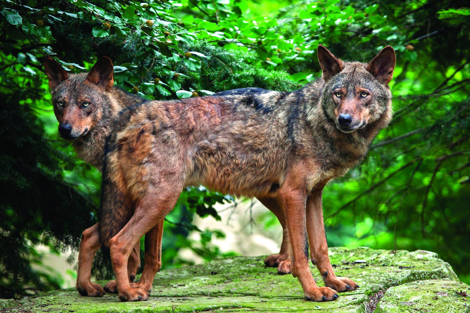 O regresso do lobo. Ambientalistas em guerra com Bruxelas