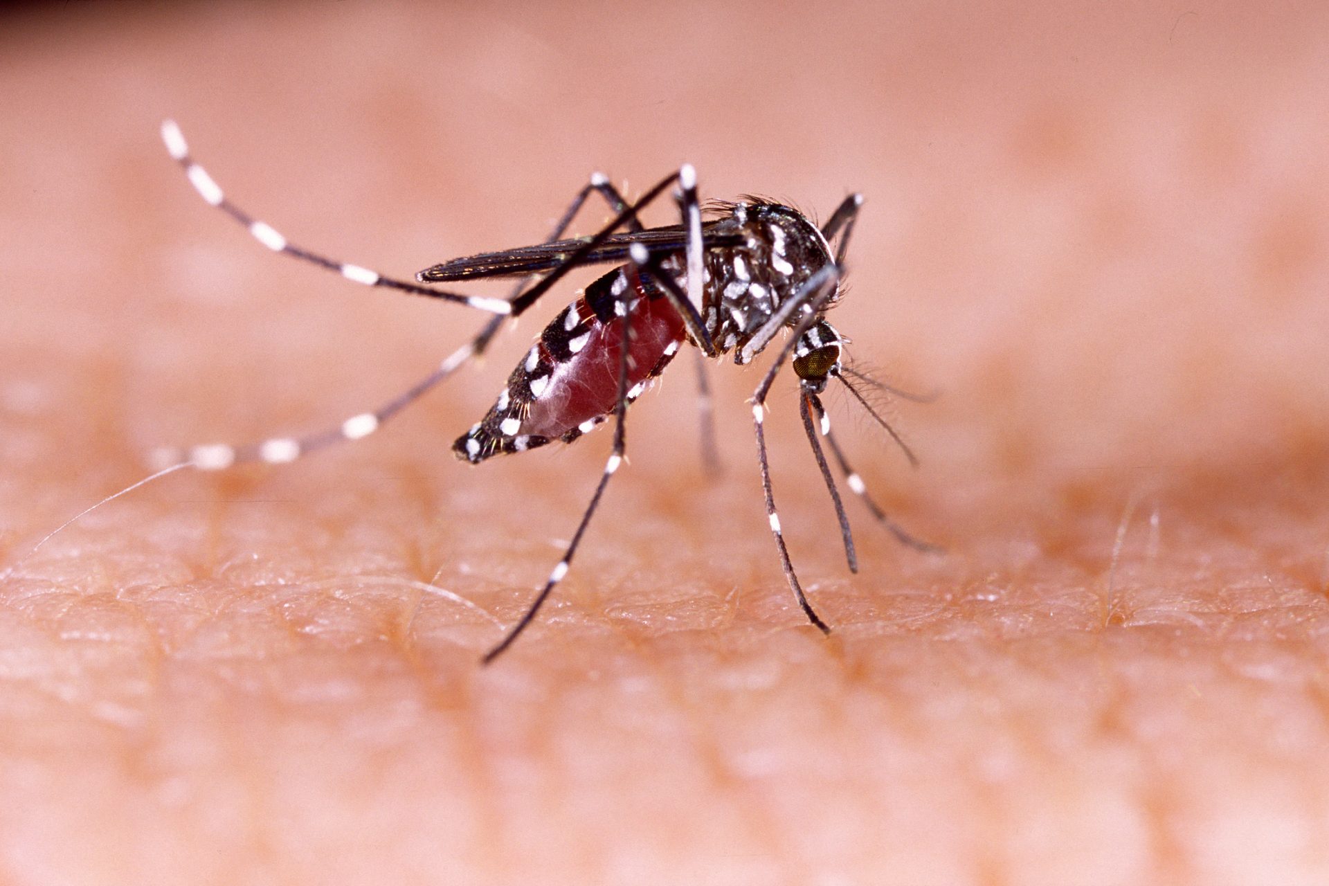 Foi identificado em Lisboa mosquito que pode transmitir dengue e zika