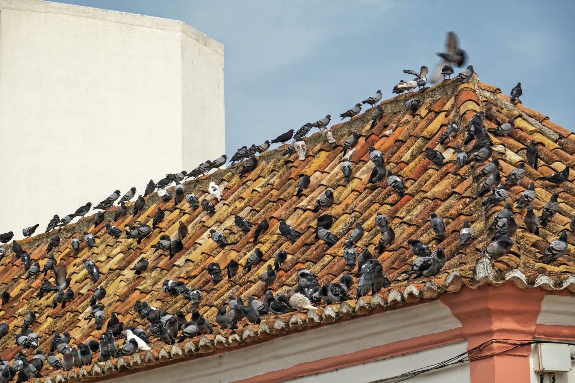 Praga de pombos preocupa cidades