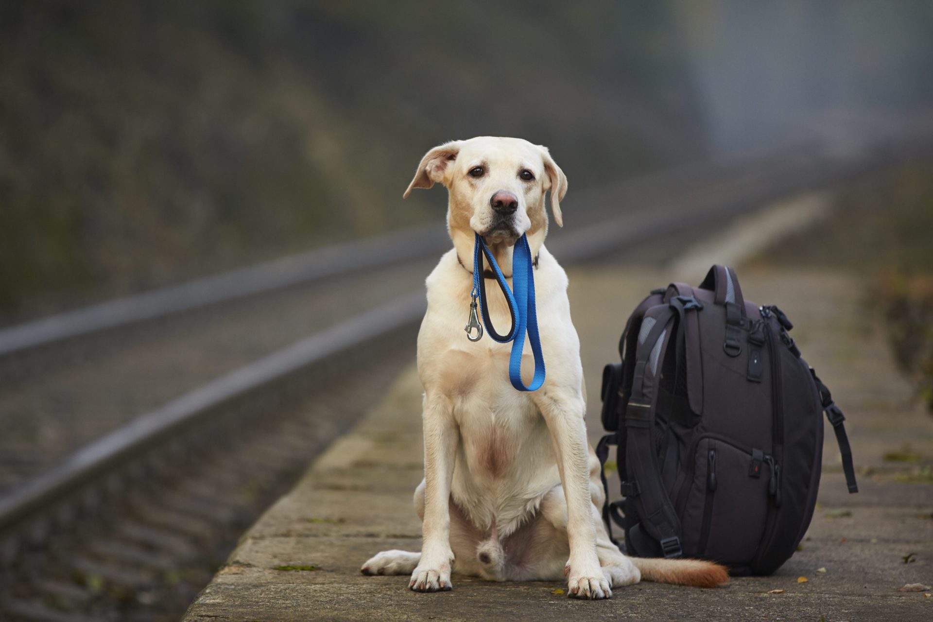 7 dicas para viajar de carro com o seu animal