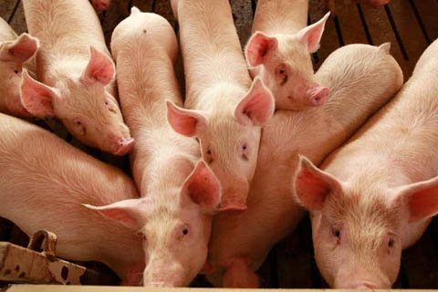 Carne de Porco: Produtores em protesto