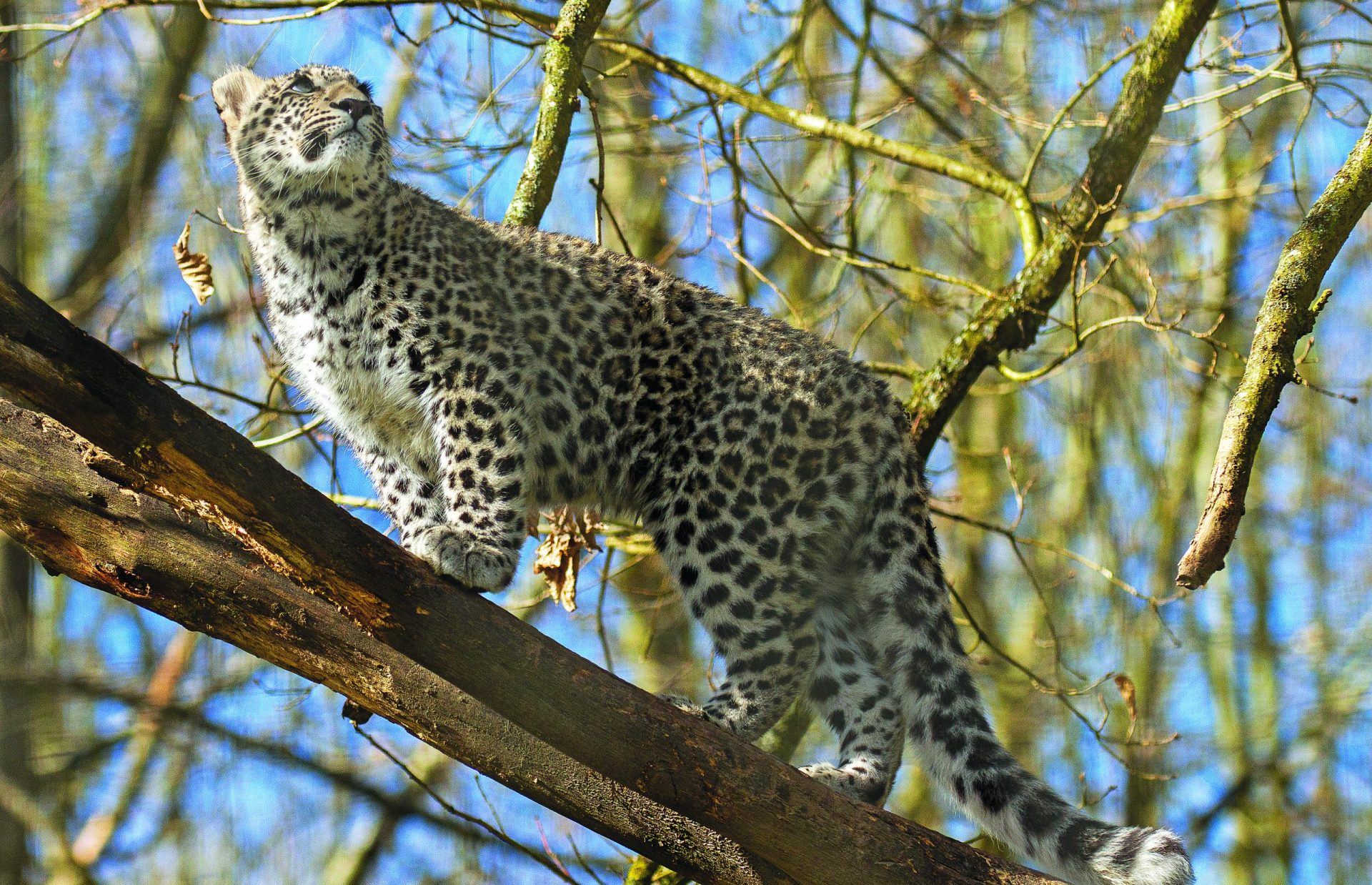 Leopardos-da-Pérsia: De Sete Rios à Rússia