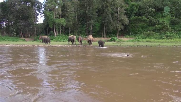 Será que os animais sentem mesmo empatia pelos humanos?