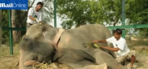 Elefante maltratado durante 50 anos chora ao ser libertado
