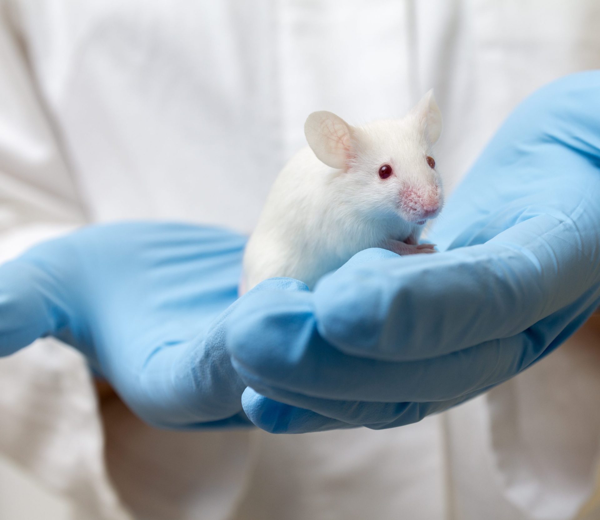 Cientistas restauram visão a ratos cegos