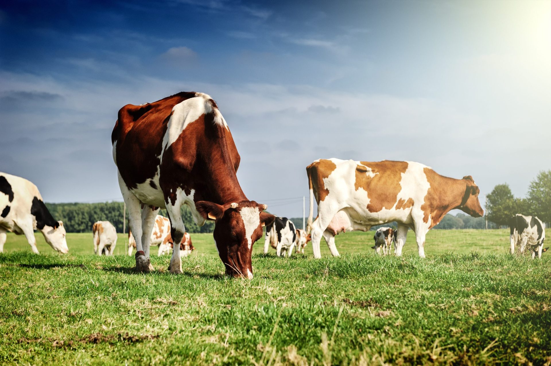 Urina de vaca é mais eficaz que pesticidas