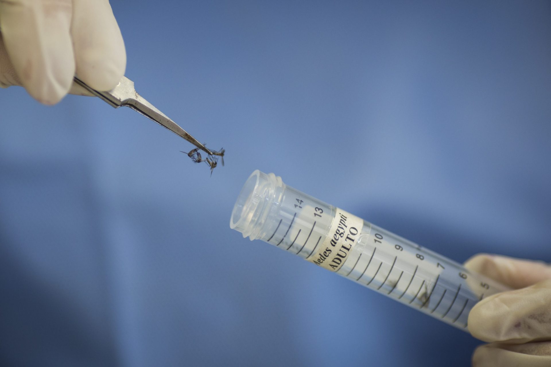 Zika. Farmacêutica francesa estuda vacina contra o vírus