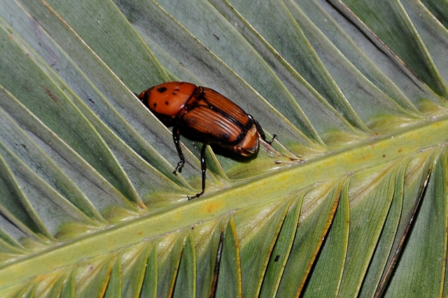 Câmara de Oeiras vai gastar meio milhão no combate à praga do escaravelho-das-palmeiras