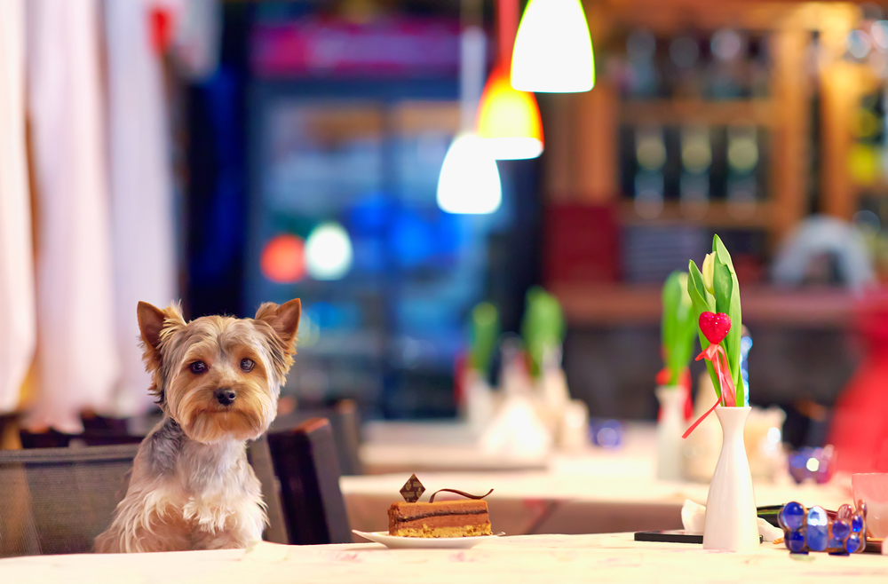 Animais devem ou não poder entrar em restaurantes?