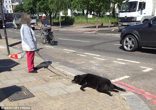 Dona arrasta labrador morto pela rua