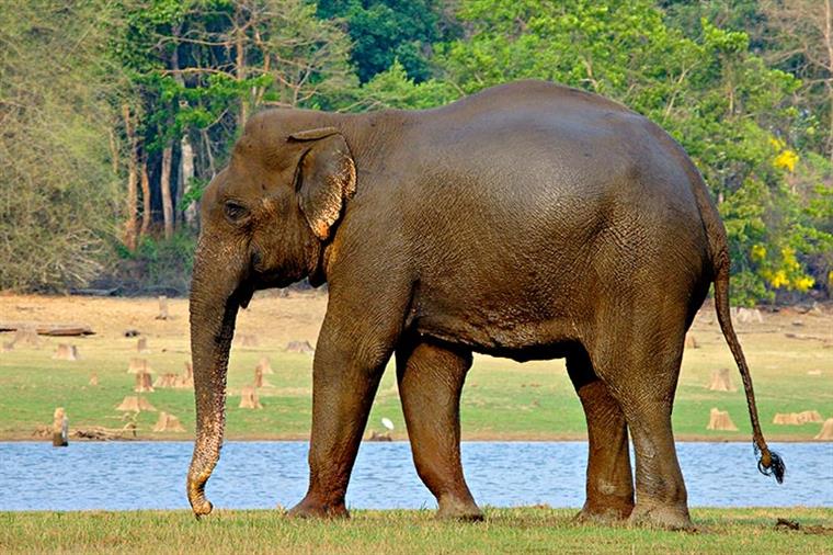 Elefante maltratado durante 50 anos chora ao ser libertado