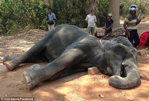 Elefante morre de exaustão após 15 anos a transportar turistas