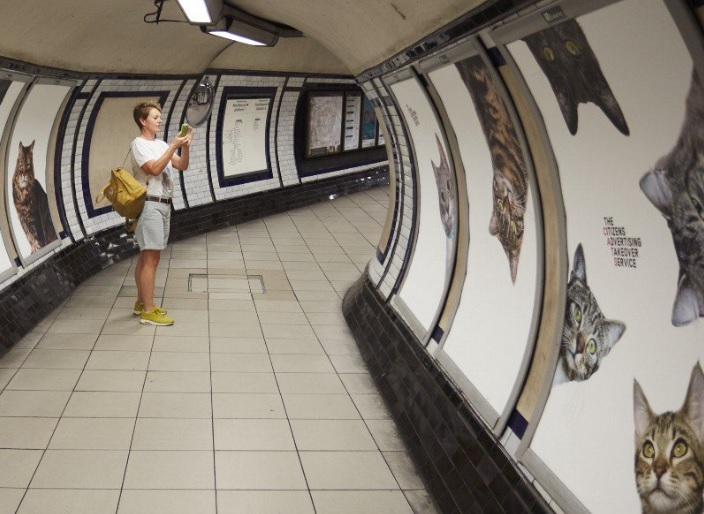 Anúncios no Metro de Londres substituídos por fotos de gatos