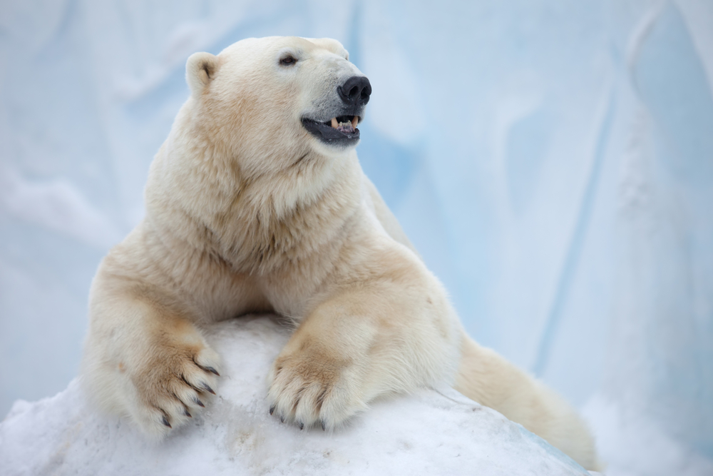 Investigadores cercados por ursos polares