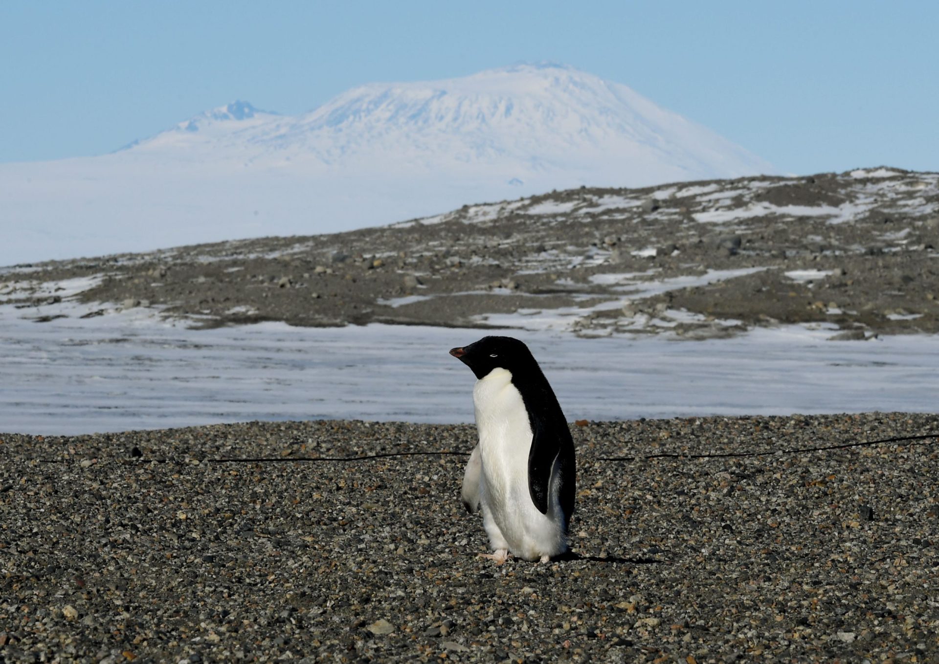 Antártida. Morte em massa de pinguins gera preocupação