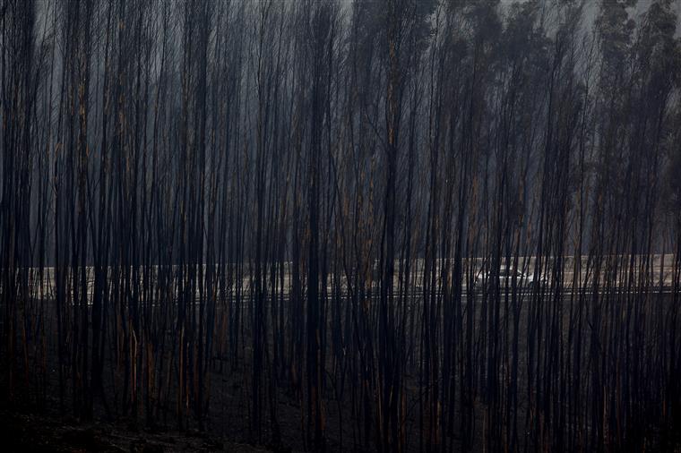 Incêndios. Governo está a preparar um conjunto de medidas para matas florestais