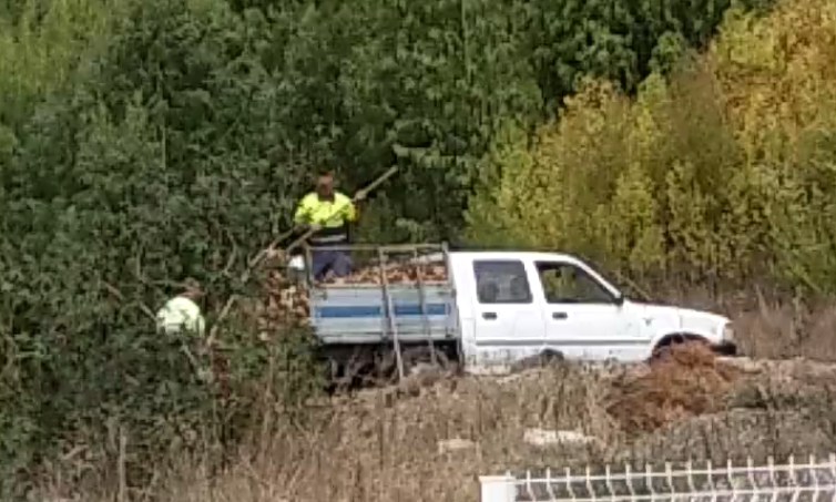 Moradora filmou funcionários da Câmara a deitar lixo na mata