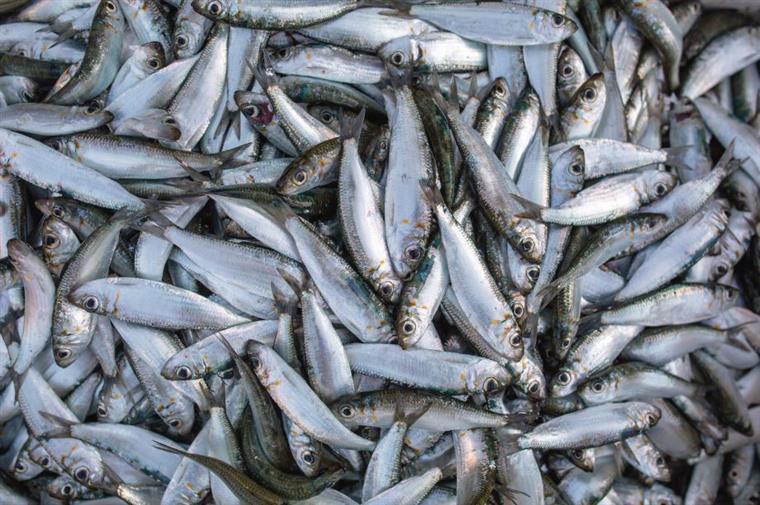 Pesca da sardinha proibida no Centro e Norte do país