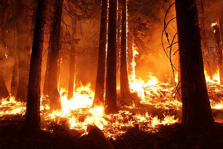 Incêndios. Mais de 80 bombeiros combatem as chamas em Oliveira de Frades