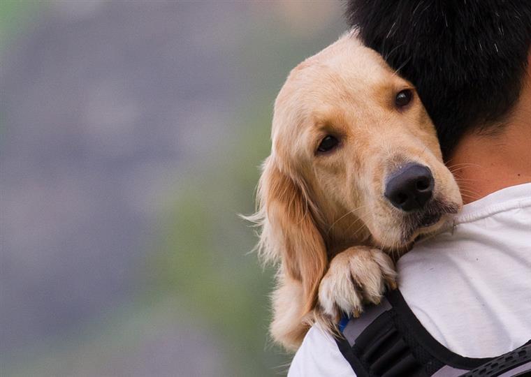 Adora abraçar o seu cão? Ele pode não gostar tanto como pensa
