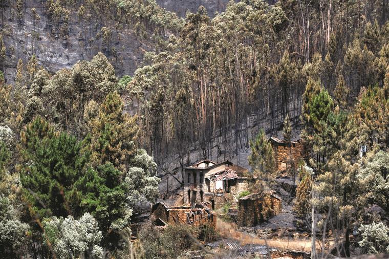Incêndios. Mais de 442 mil hectares de floresta ardidos este ano
