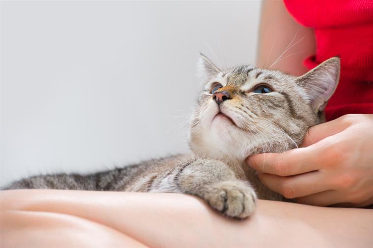 Gatos conseguem diminuir risco de desenvolvimento de asma nas crianças