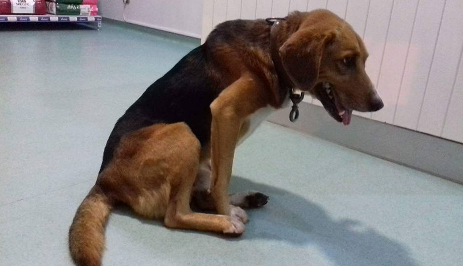 Cão atingido com 92 chumbos foi resgatado do meio das silvas em Vila Verde