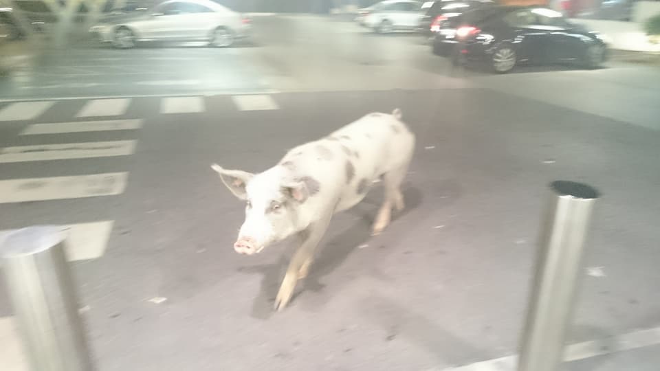 Porco invade supermercado em Alcochete (vídeo)