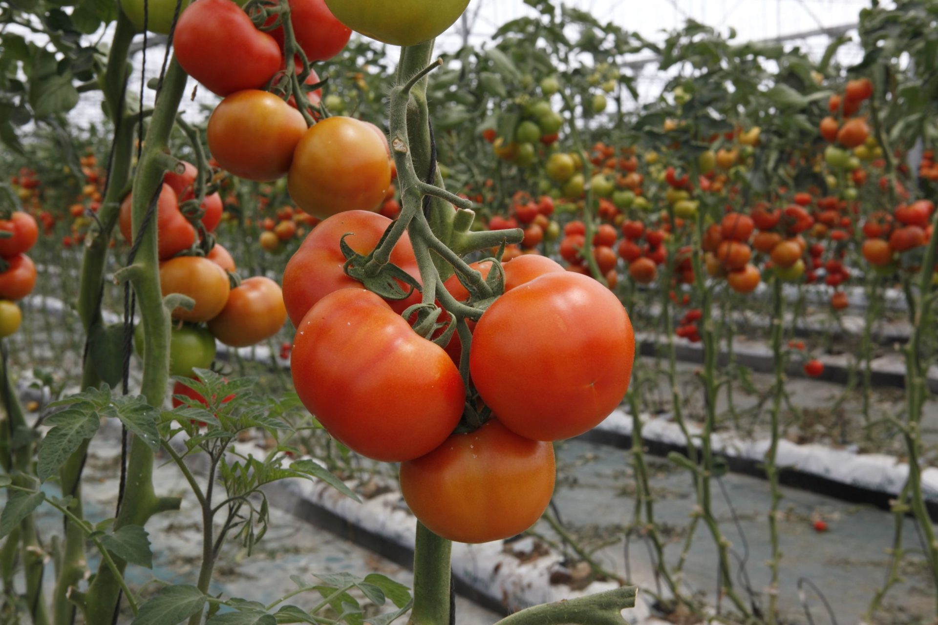 Seca. Produção de tomate e fruta beneficiada