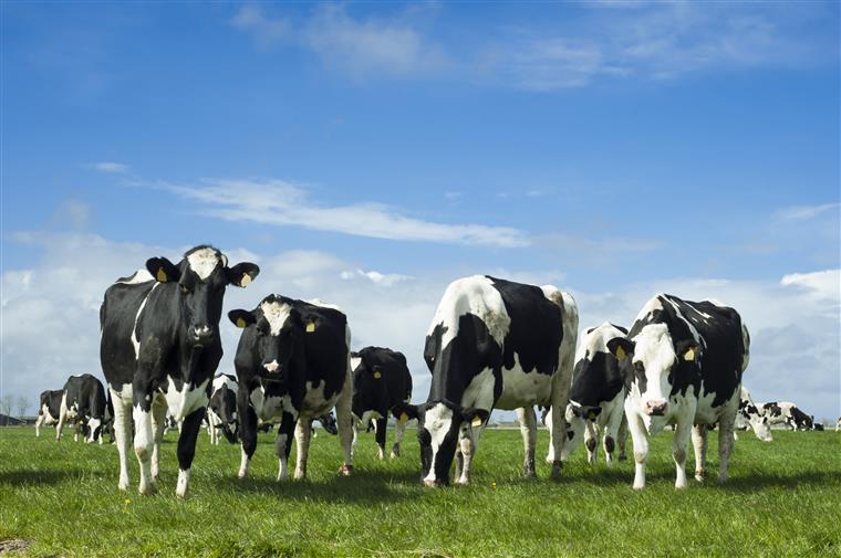 Doença das vacas loucas com novo caso em Espanha