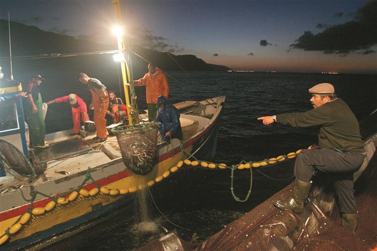 Pescadores de sardinha podem receber 960 euros se pararem de pescar durante 30 dias