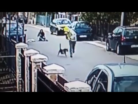 Cão salva mulher de ser assaltada |VÍDEO